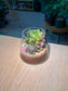 Succulent Terrarium in Fuji Glass