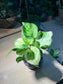 Pothos (Epipremnum Aureum 'Manjula’) in Petal Edge Ceramic Pot