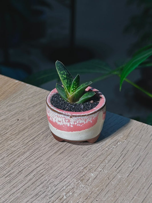 Mini Haworthia (多肉植物) Succulent in Pink Glazed Ceramic Pot