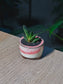 Mini Haworthia (多肉植物) Succulent in Pink Glazed Ceramic Pot