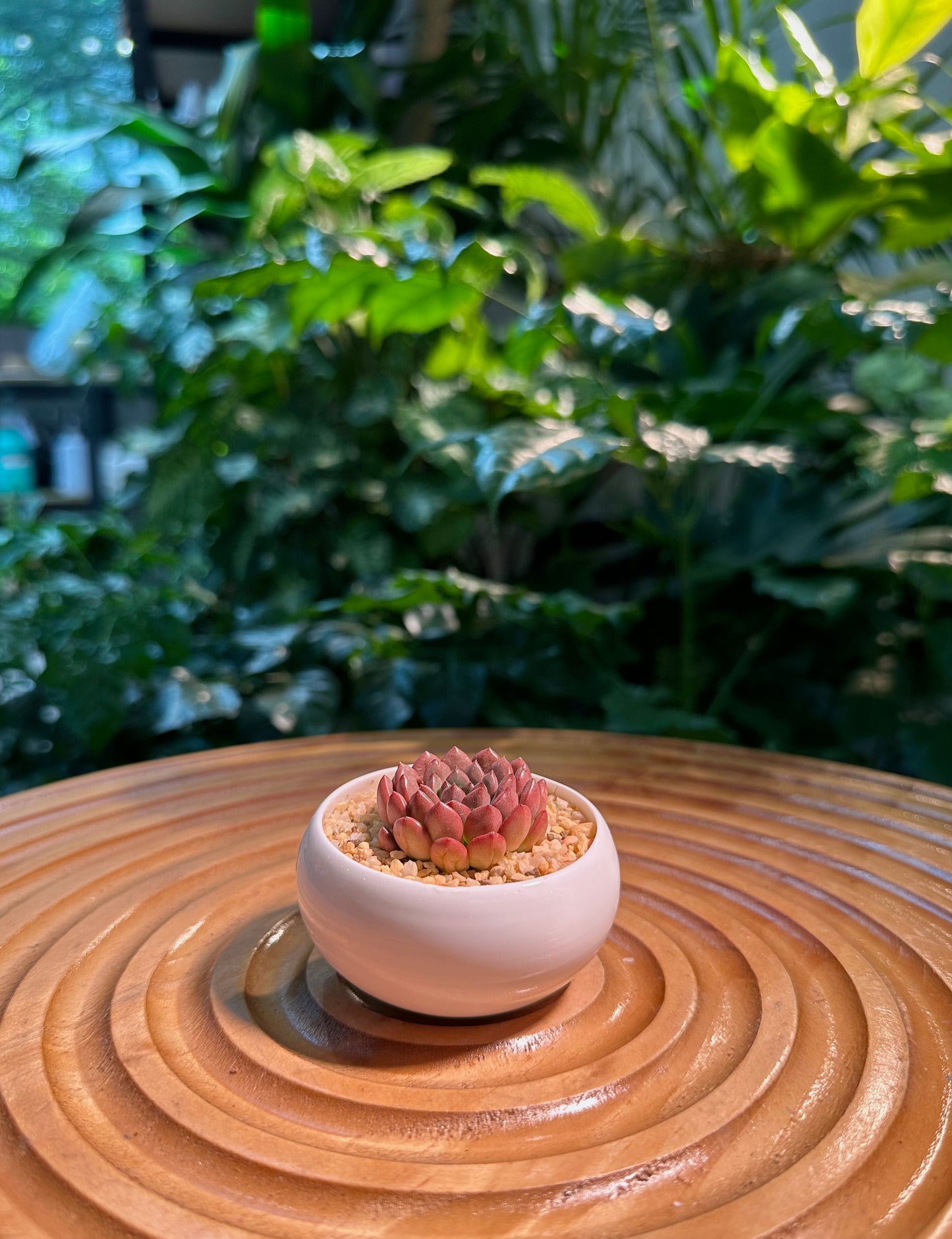 Red Ruby in White Ceramic Pot