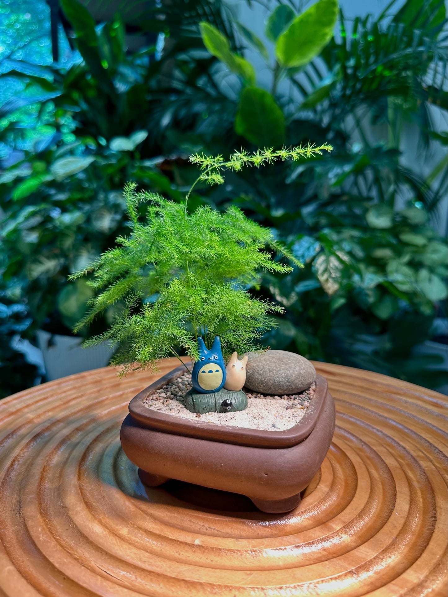 Asparagus Fern in Brown Designer Pot