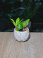 ZZ Plant (金钱树) Zamioculcas Zamiifolia in White Marble Geometric Ceramic Pot