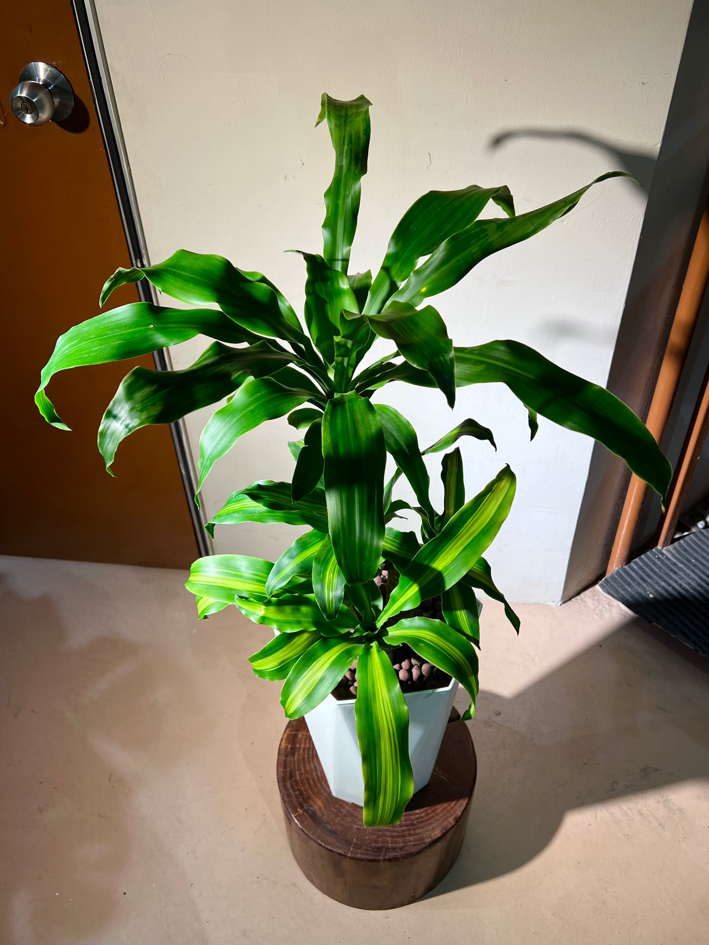 Dracaena Fragrans (铁树) in White Ceramic Pot