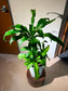 Dracaena Fragrans (铁树) in White Ceramic Pot