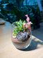 Succulent Terrarium in Tall Glass