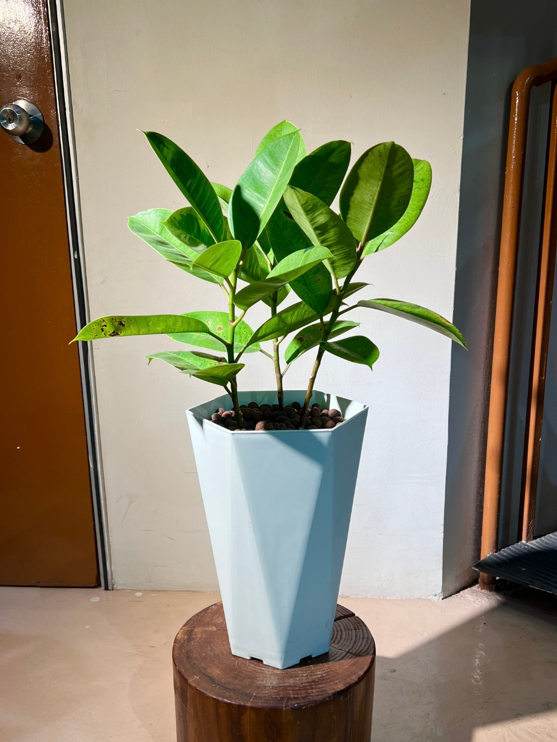 Ficus Elastica (Rubber Plant) in White Ceramic Pot