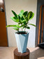 Ficus Elastica (Rubber Plant) in White Ceramic Pot