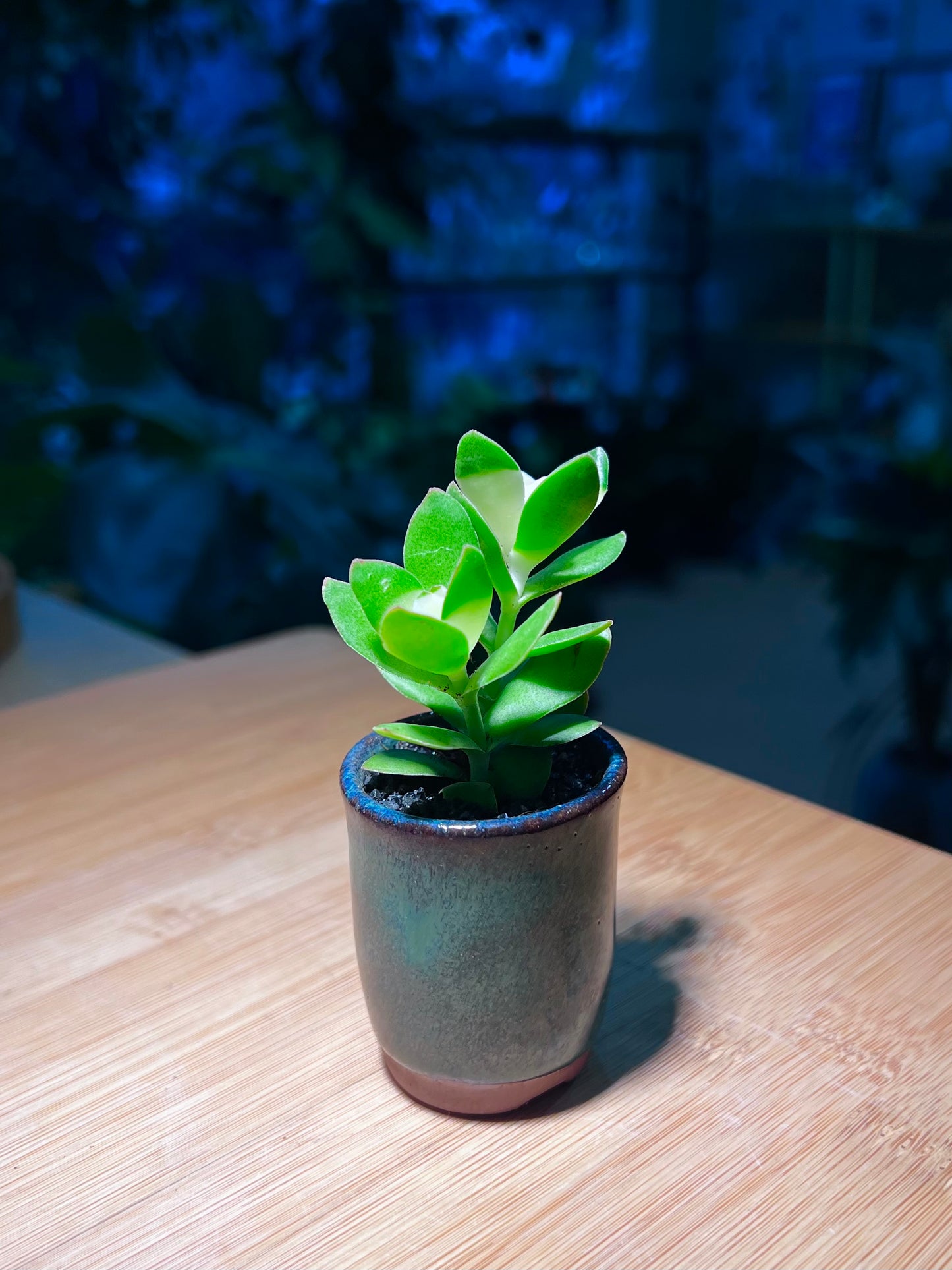 Crassula in Dark Blue Ceramic Pot