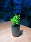 Crassula in Dark Blue Ceramic Pot