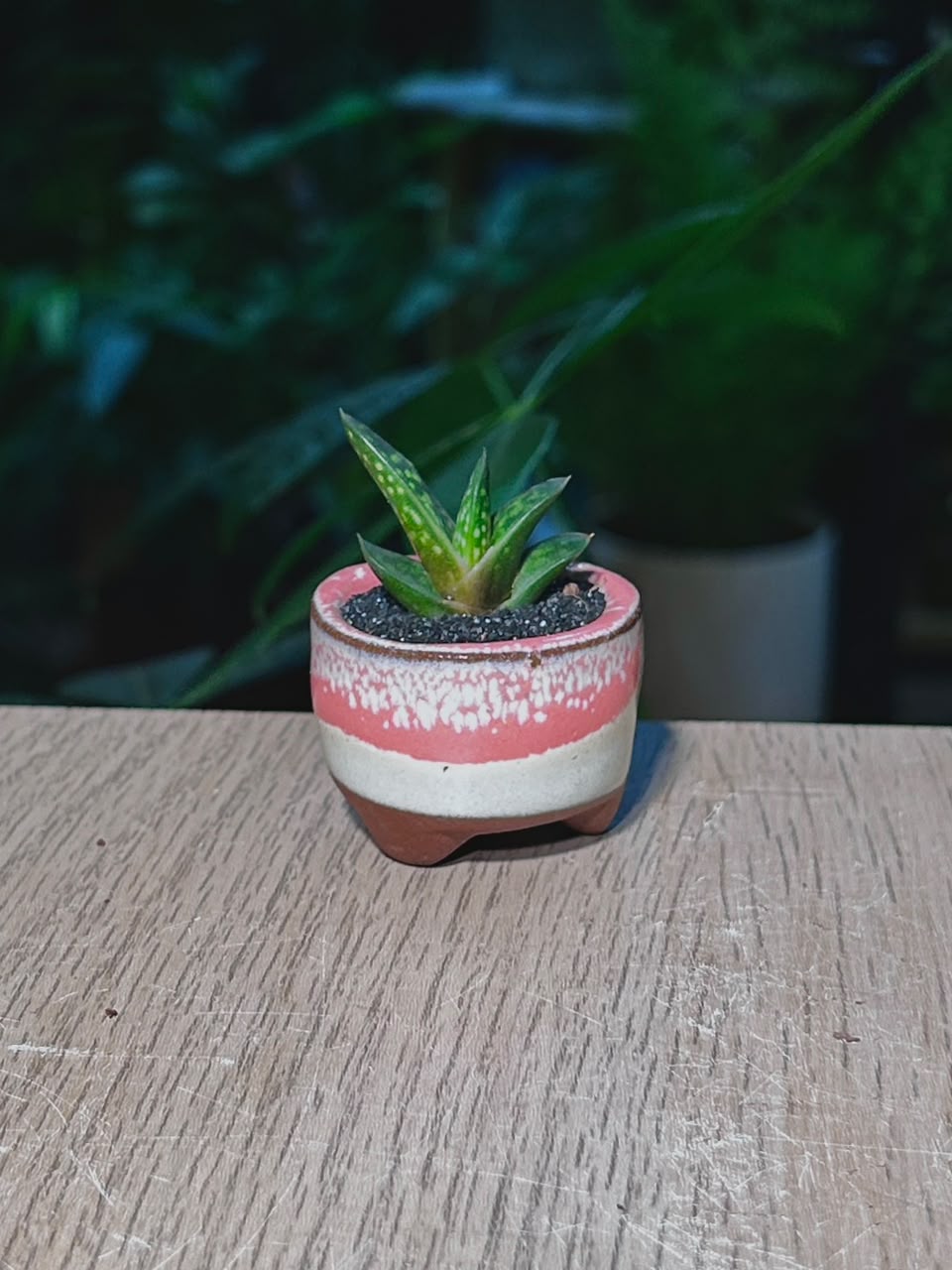Mini Haworthia (多肉植物) Succulent in Pink Glazed Ceramic Pot