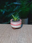 Mini Haworthia (多肉植物) Succulent in Pink Glazed Ceramic Pot