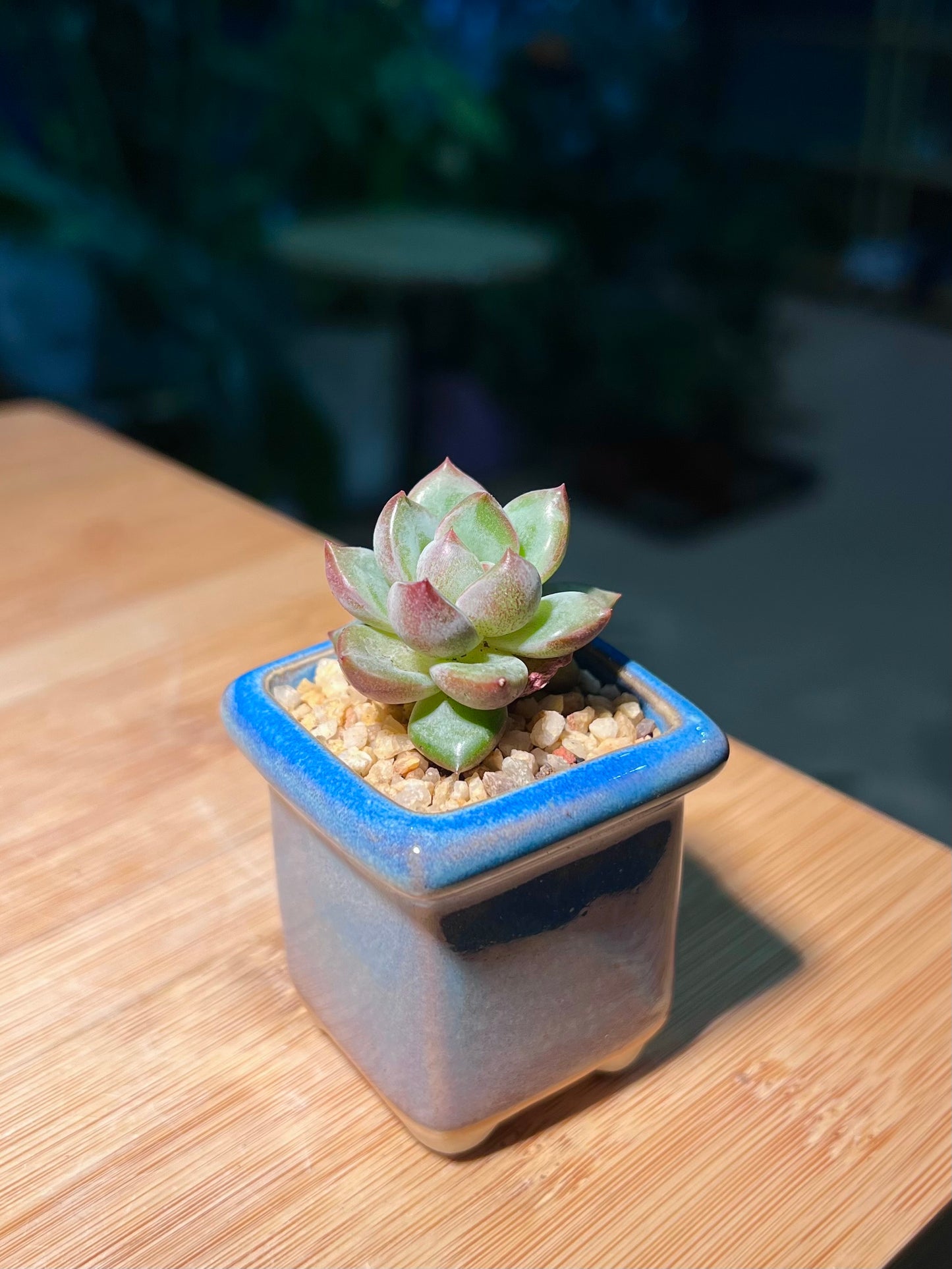 Echeveria in Square Blue Ceramic Pot