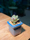 Echeveria in Square Blue Ceramic Pot