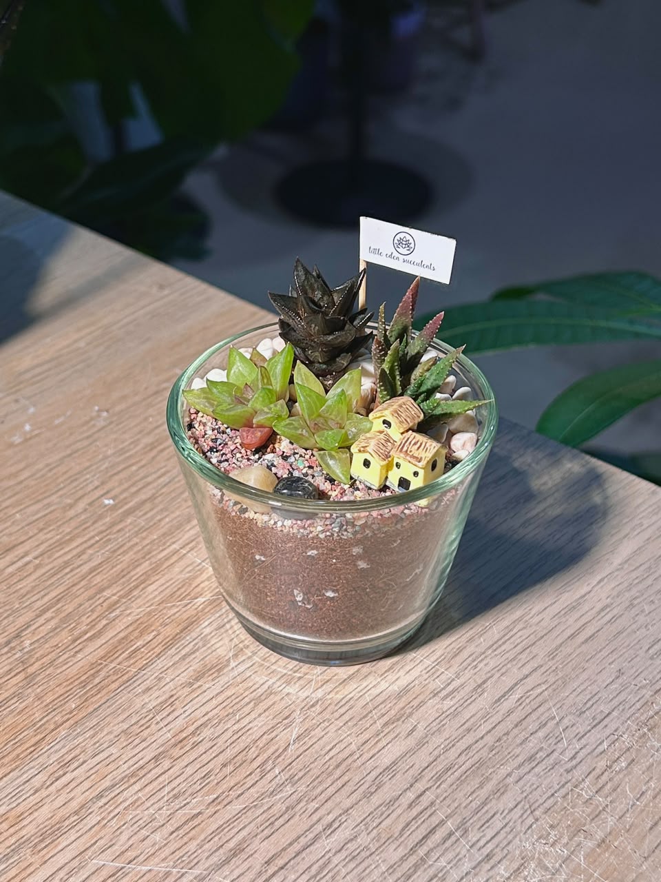 Succulent Arrangement Terrarium (十二卷属) Harworthia in Glass Pot