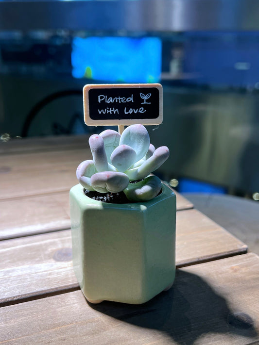 Pachyphytum in Lime Green Hexagon Pot