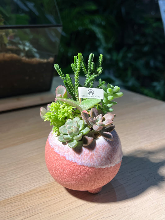 Succulent Arrangement in Ceramic Pot