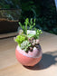 Succulent Arrangement in Ceramic Pot