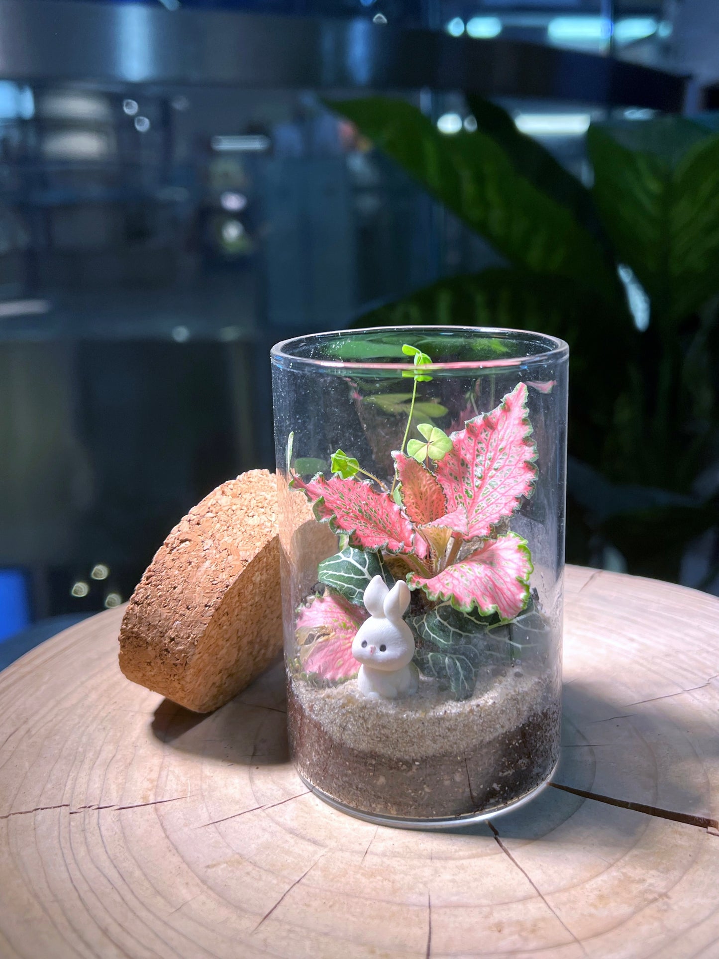 Fittonia & Fern Arrangement in Tall Cylindrical Glass