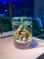Indoor Plant Terrarium in Tall Round Cylindrical Glass