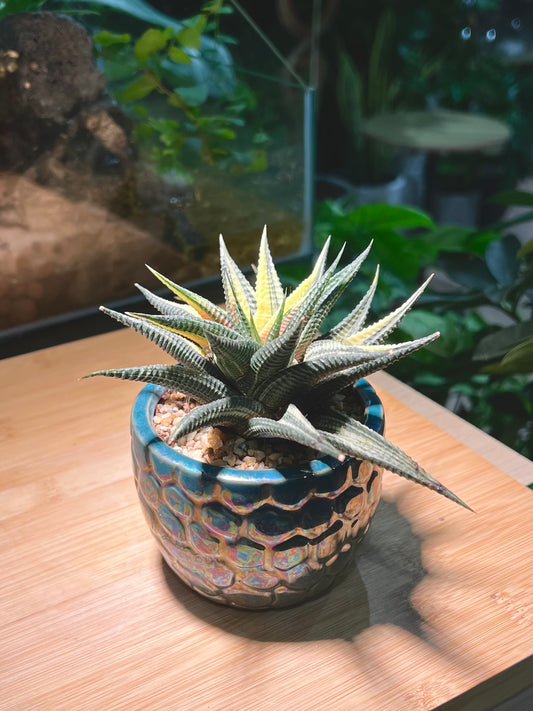 Haworthia Limifolia in Sea Blue Ceramic Pot