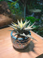 Haworthia Limifolia in Sea Blue Ceramic Pot