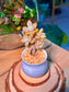 Variegated Ghost Plant (Succulent) in a Ceramic Pot