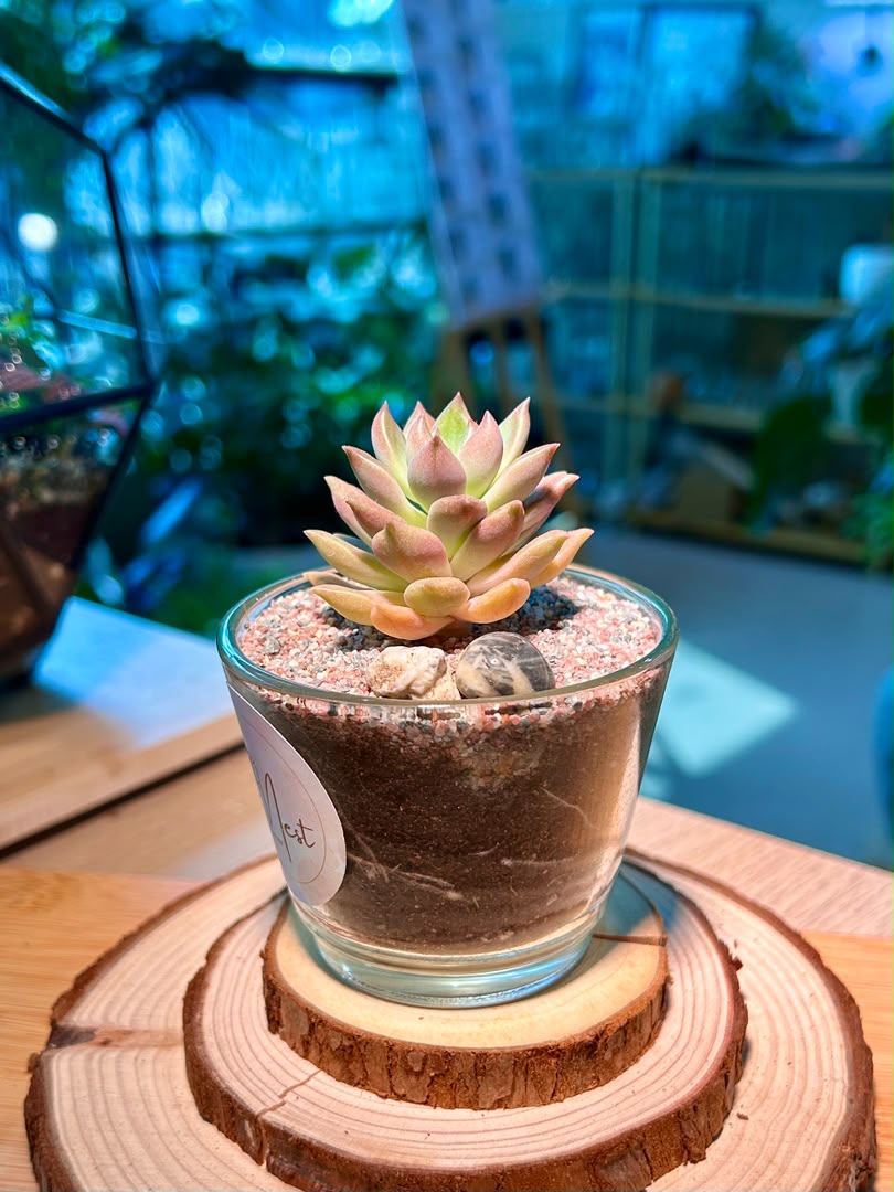 Echeveria Succulent in a Glass Pot