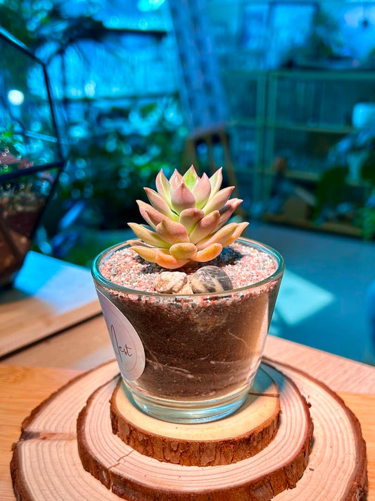 Echeveria Succulent in a Glass Pot