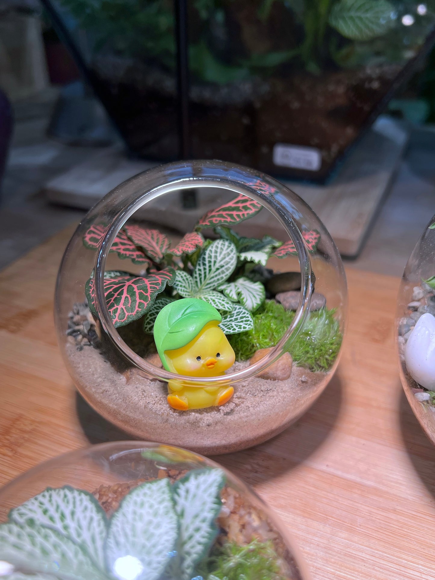 Fittonia and Moss Arrangement in Round Glass Terrarium (M)