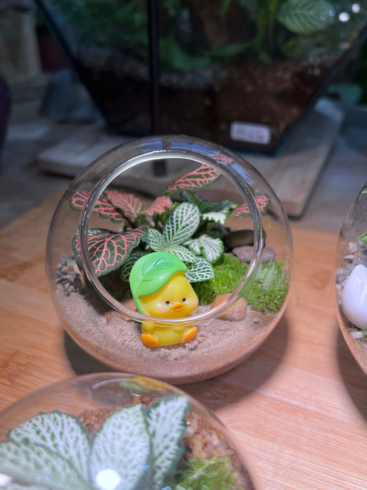 Fittonia and Moss Arrangement in Round Glass Terrarium (M)