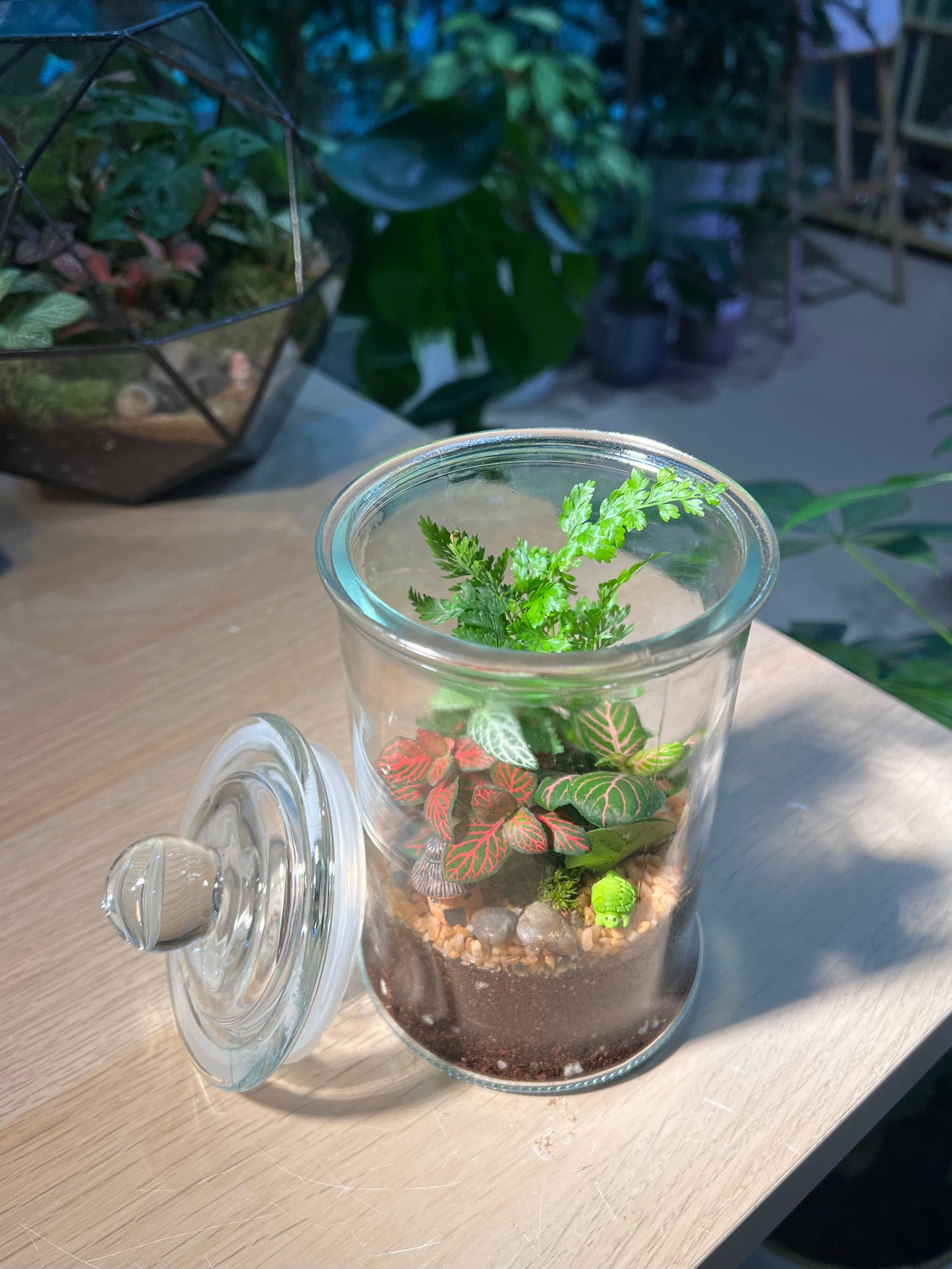 Indoor Plant Terrarium in Glass Jar (L)