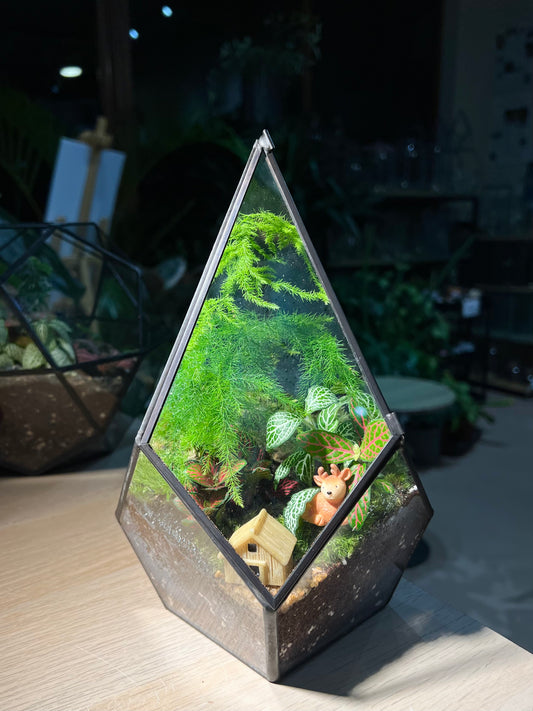 Fittonia and Asparagus Fern with Moss (Indoor Plant) Arrangement in Diamond Glass Square Base with Lid Terrarium