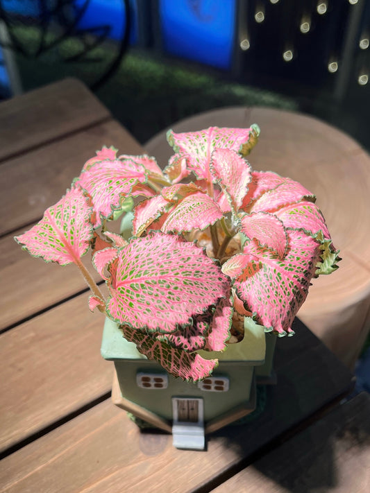 Fittonia in Upside Down House Pot