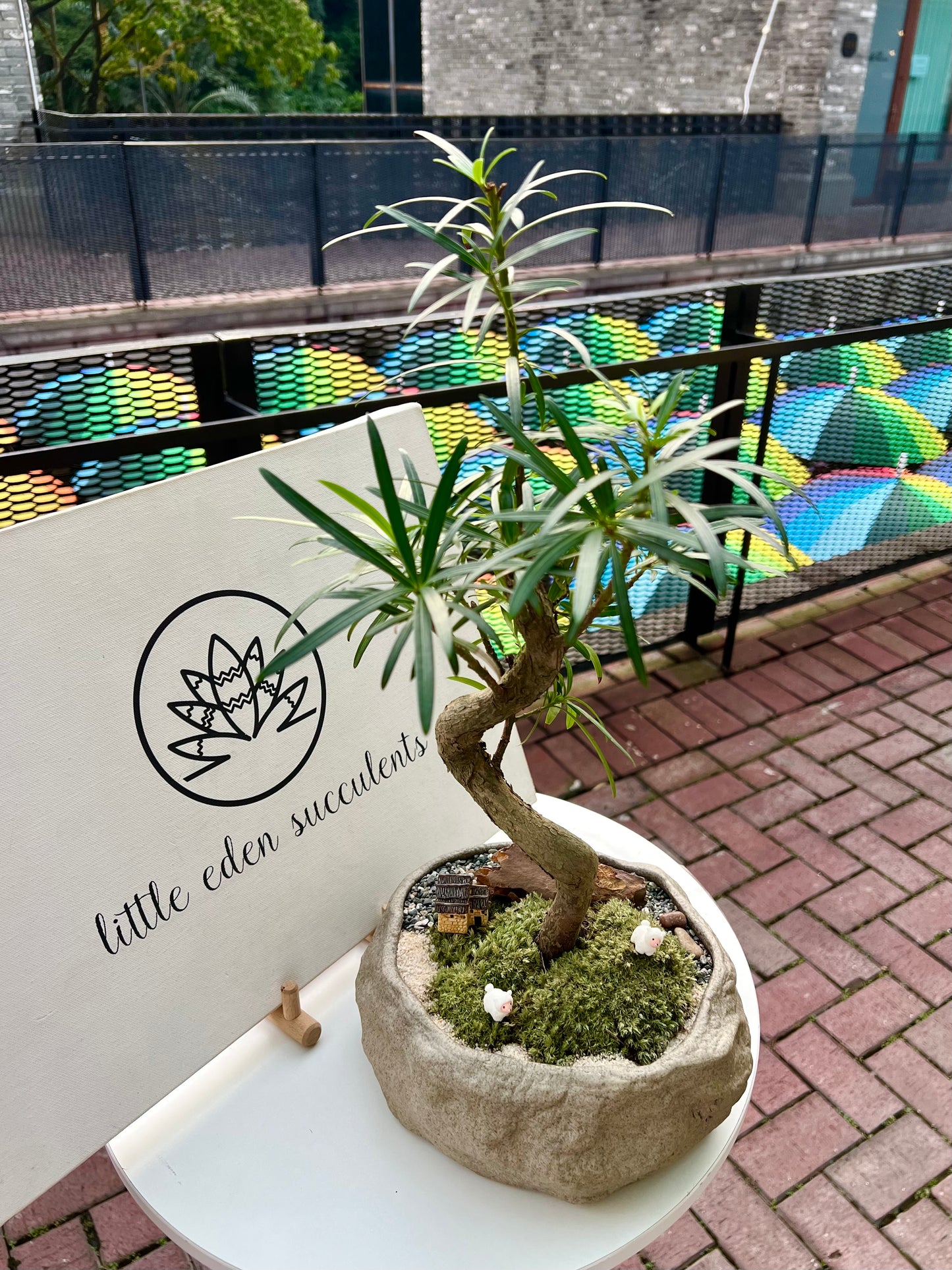 Podocarpus Macrophyllus with Moss (Indoor Plant Bonsai) Arrangement in Irregular Stone Pot