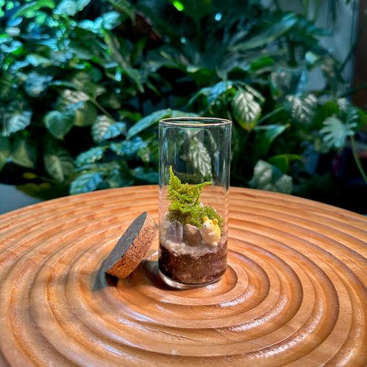 Moss in Cylinder Terrarium with Cork(M)