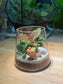 Fittonia Arrangement in Fuji Terrarium