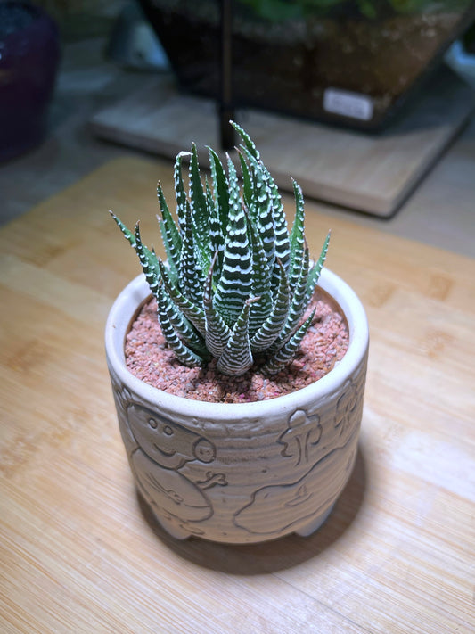 Haworthia in Peppa Pig Porcelain Pot