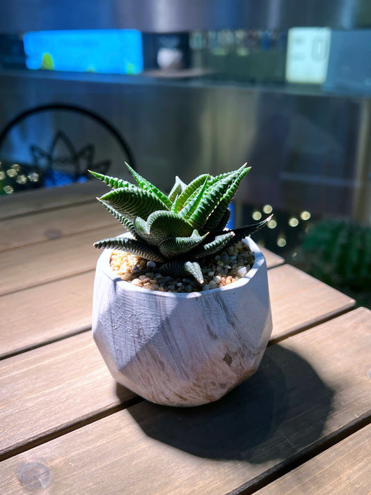 Haworthia Limifolia in Decagon Shape Pot