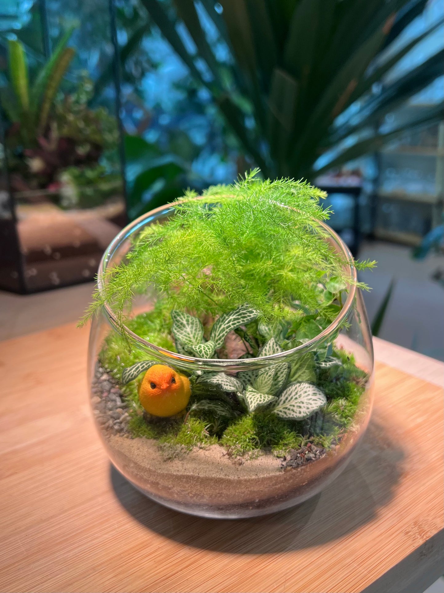 Fittonia and Asparagus Fern with Moss Arrangement in Slanted Glass (12cm)