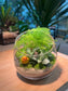 Fittonia and Asparagus Fern with Moss Arrangement in Slanted Glass (12cm)