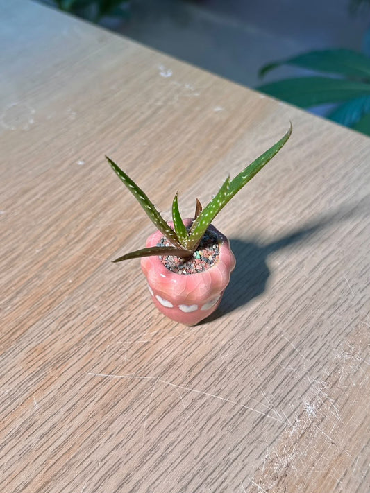 Aloe Vera (翠叶芦荟) in Pink Glazed Ceramic Pot