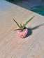 Aloe Vera (翠叶芦荟) in Pink Glazed Ceramic Pot