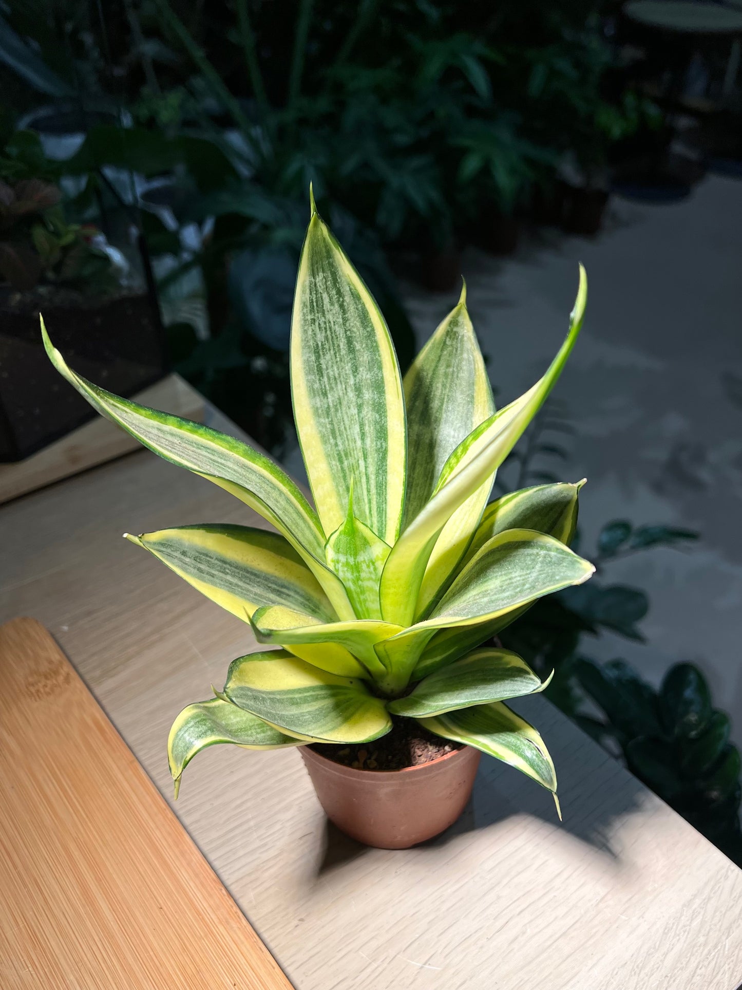 Plastic Pot - Snake Plant (虎尾兰)