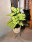 Artificial Caladium Lindenii (乳脉千年芋) in Brown Polymer Pot