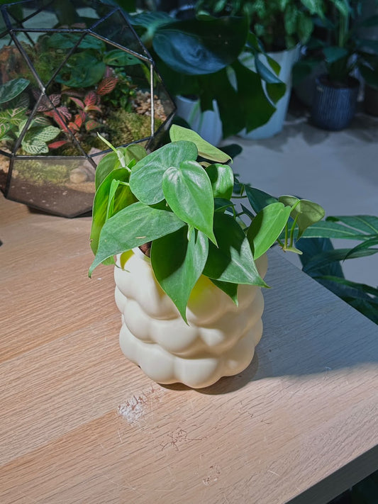 Heartleaf Philodendron (心叶蔓绿绒) Philodendron Hederaceum in Cream Bubble Polymer Pot