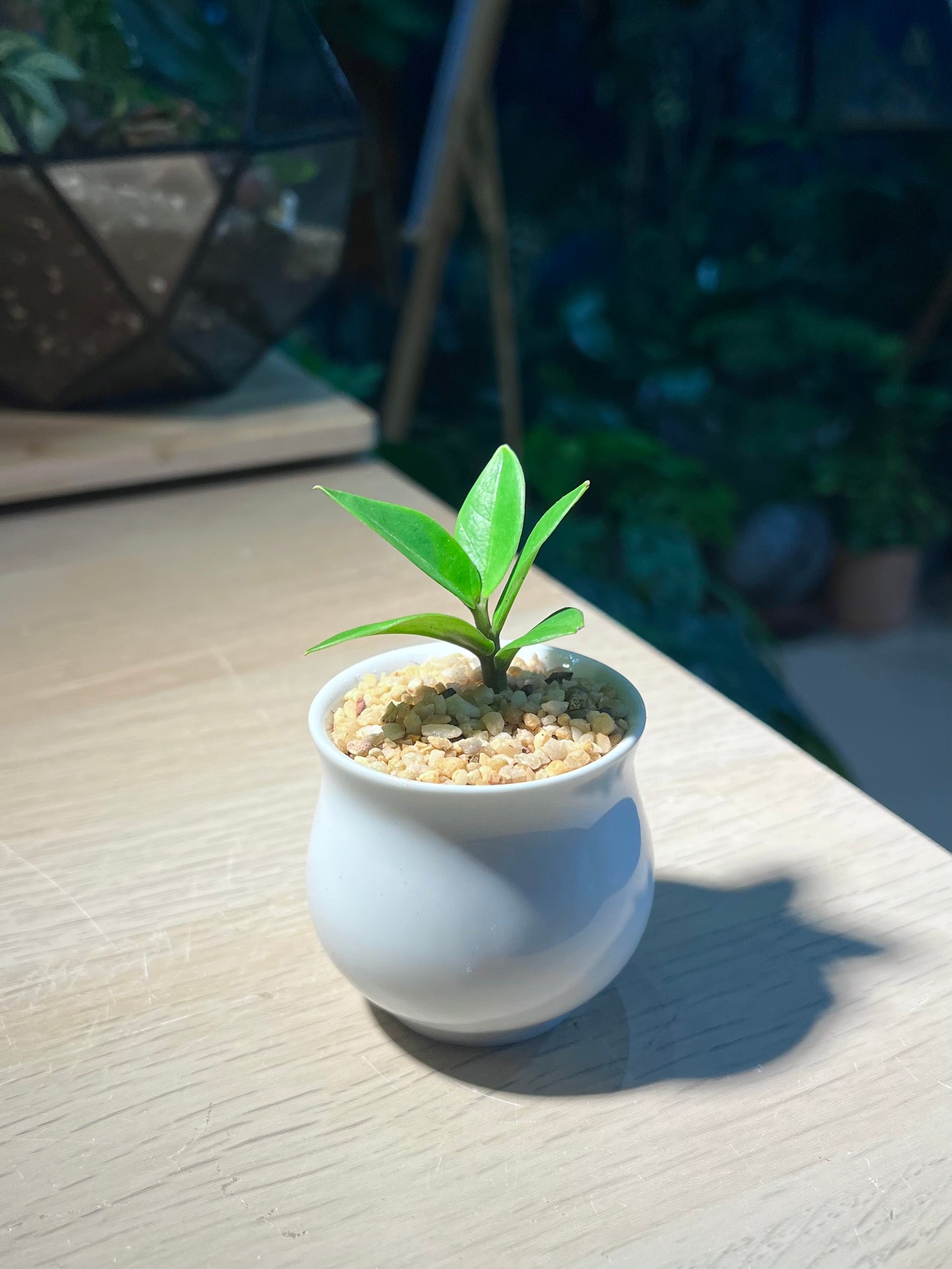 Zz Plant (金钱树) in Belly Pot