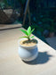 Zz Plant (金钱树) in Belly Pot