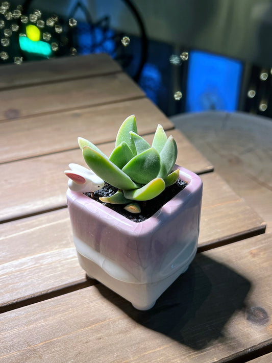 Crassula Perfoliata in Lemonade Pinkish Designed Sqaure Pot