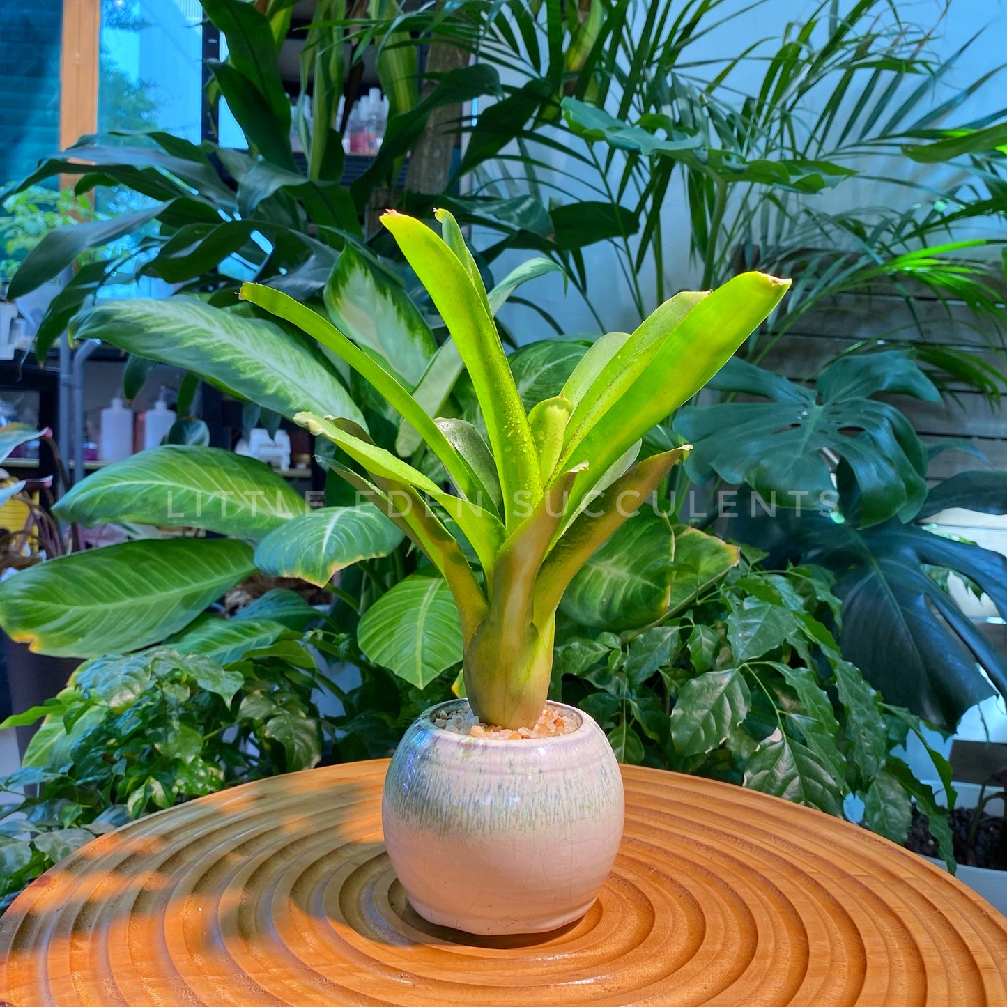 Bromeliad in White Glazed Ceramic Designer Pot